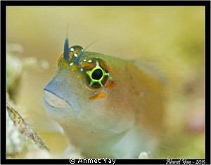 Portrait of a blenny....
Canon 600D - Canon 60 mm - 2xYS... by Ahmet Yay 